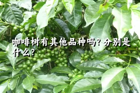 咖啡树有其他品种吗？分别是什么？