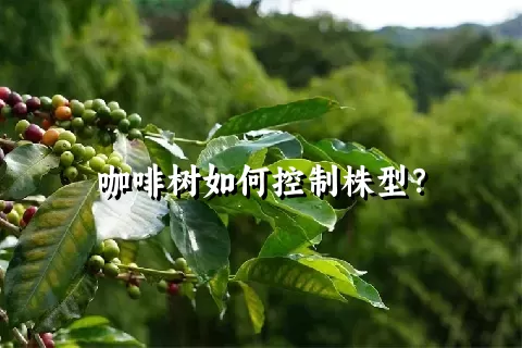 咖啡树如何控制株型？