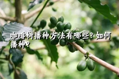 咖啡树播种方法有哪些？如何播种？