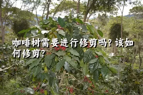 咖啡树需要进行修剪吗？该如何修剪？