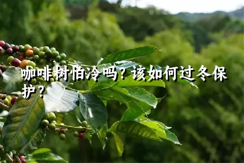 咖啡树怕冷吗？该如何过冬保护？