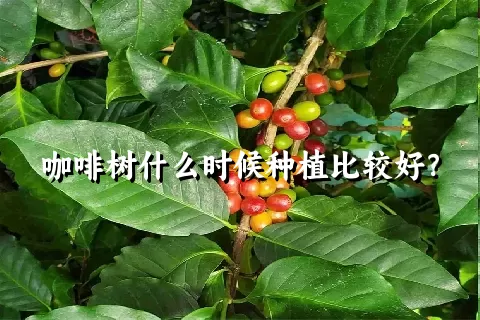 咖啡树什么时候种植比较好？