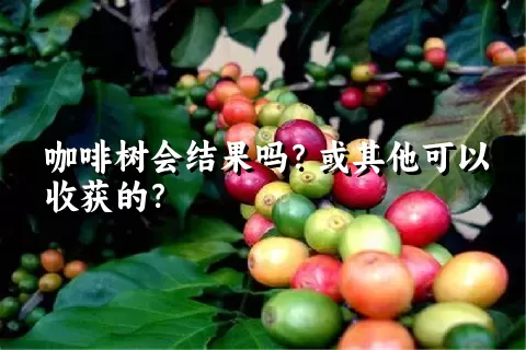 咖啡树会结果吗？或其他可以收获的？