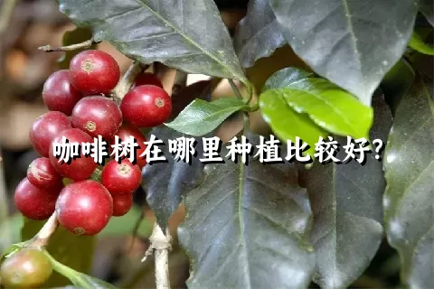 咖啡树在哪里种植比较好？