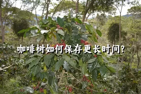 咖啡树如何保存更长时间？