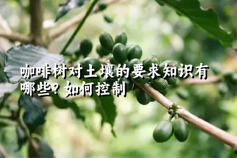 咖啡树对土壤的要求知识有哪些？如何控制