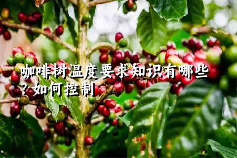 咖啡树温度要求知识有哪些？如何控制