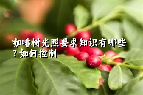 咖啡树光照要求知识有哪些？如何控制