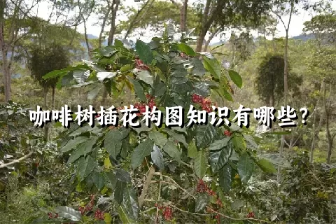 咖啡树插花构图知识有哪些？