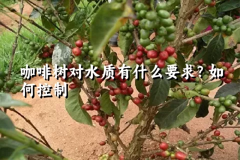 咖啡树对水质有什么要求？如何控制