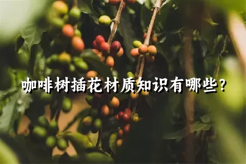 咖啡树插花材质知识有哪些？