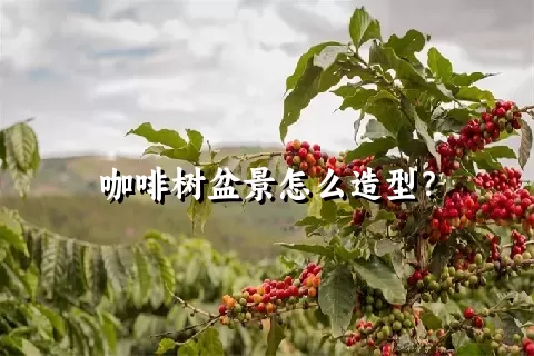 咖啡树盆景怎么造型？