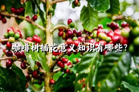 咖啡树插花意义知识有哪些？