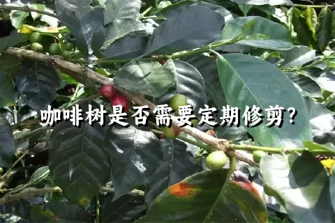 咖啡树是否需要定期修剪？