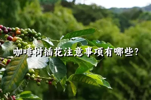 咖啡树插花注意事项有哪些？