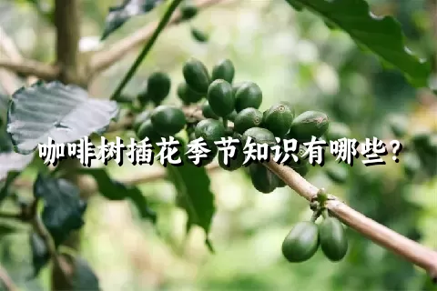 咖啡树插花季节知识有哪些？