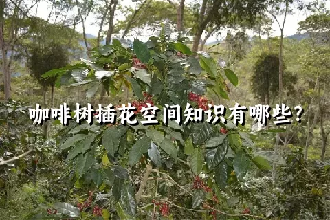 咖啡树插花空间知识有哪些？