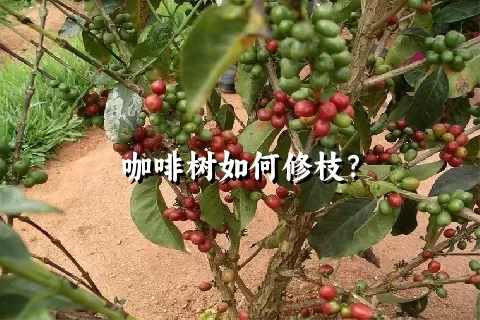 咖啡树如何修枝？