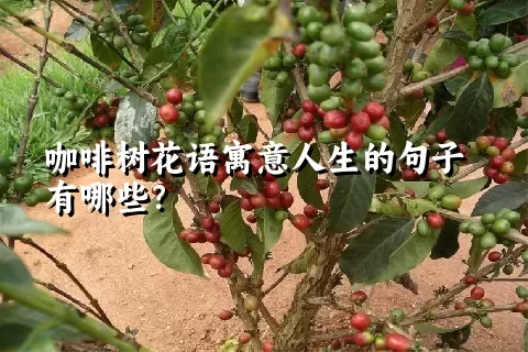 咖啡树花语寓意人生的句子有哪些？