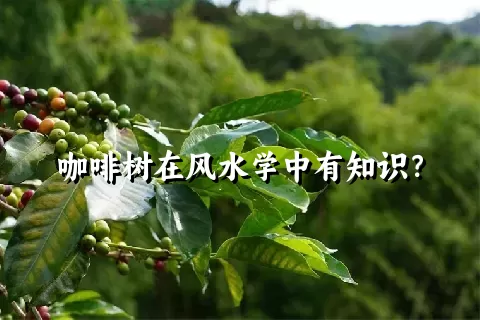 咖啡树在风水学中有知识？