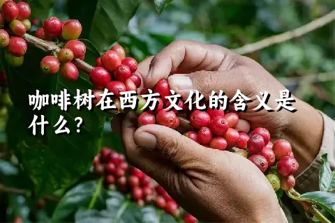 咖啡树在西方文化的含义是什么？