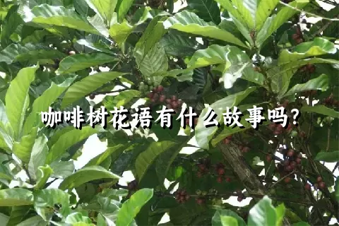 咖啡树花语有什么故事吗？