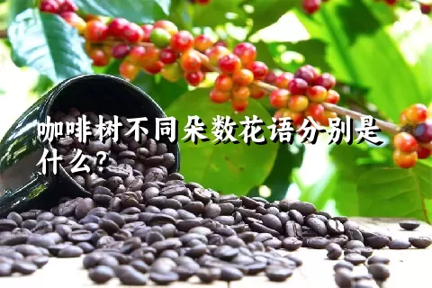 咖啡树不同朵数花语分别是什么？