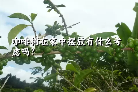 咖啡树在家中摆放有什么考虑吗？