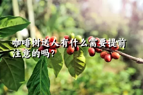 咖啡树送人有什么需要提前注意的吗？