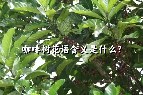 咖啡树花语含义是什么？