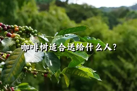 咖啡树适合送给什么人？