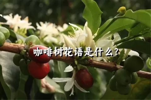 咖啡树花语是什么？