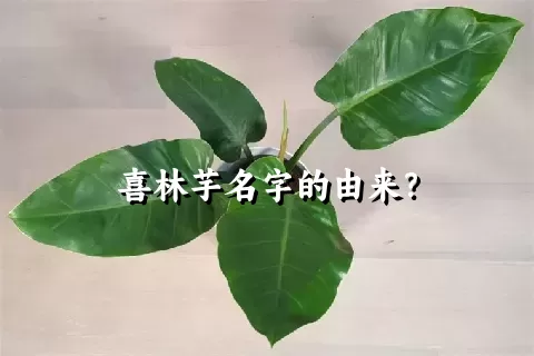 喜林芋名字的由来？