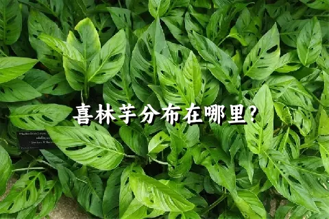 喜林芋分布在哪里?