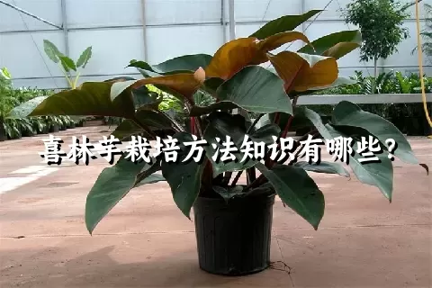 喜林芋栽培方法知识有哪些？