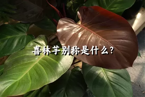 喜林芋别称是什么？