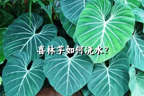 喜林芋如何浇水？