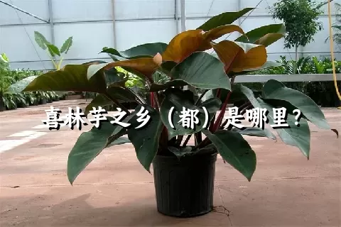 喜林芋之乡（都）是哪里？