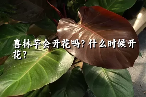 喜林芋会开花吗？什么时候开花？