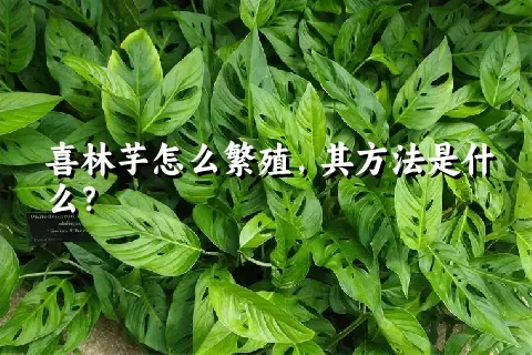 喜林芋怎么繁殖，其方法是什么？