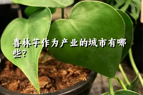 喜林芋作为产业的城市有哪些？