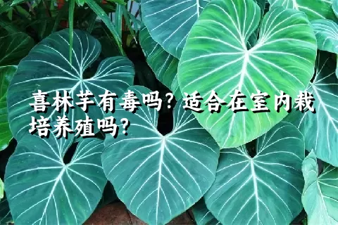 喜林芋有毒吗？适合在室内栽培养殖吗？