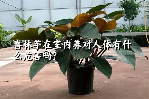 喜林芋在室内养对人体有什么危害吗？