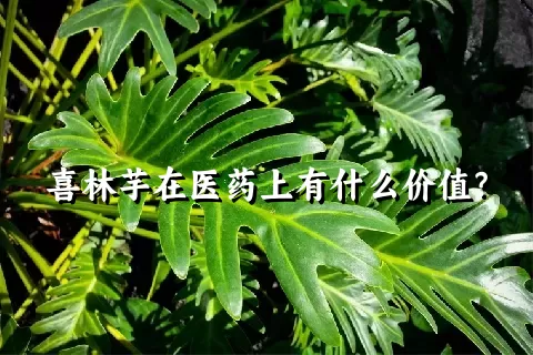 喜林芋在医药上有什么价值？