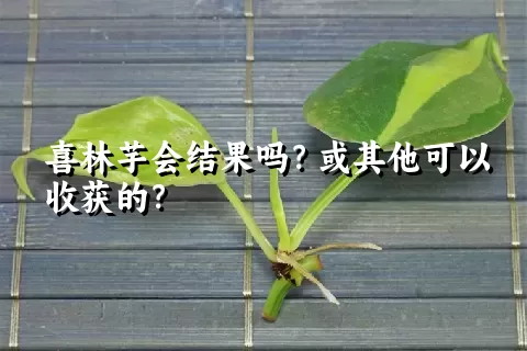 喜林芋会结果吗？或其他可以收获的？