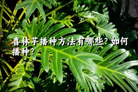 喜林芋播种方法有哪些？如何播种？