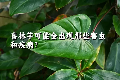 喜林芋可能会出现那些害虫和疾病？