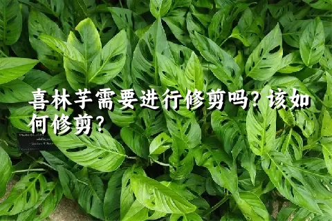 喜林芋需要进行修剪吗？该如何修剪？