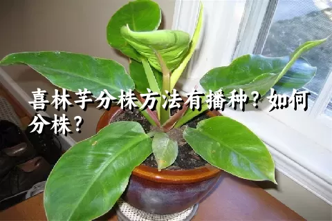 喜林芋分株方法有播种？如何分株？