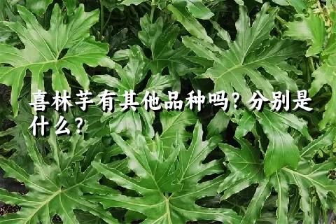 喜林芋有其他品种吗？分别是什么？